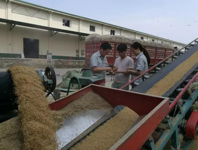 激活市場活力，促進優(yōu)質優(yōu)價 糧食收儲市場化改革的戰(zhàn)略意義與實踐路徑